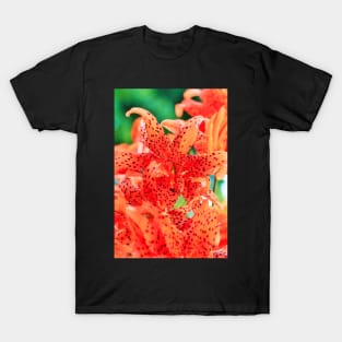 Display of Speckled Orange Tiger Lilies T-Shirt